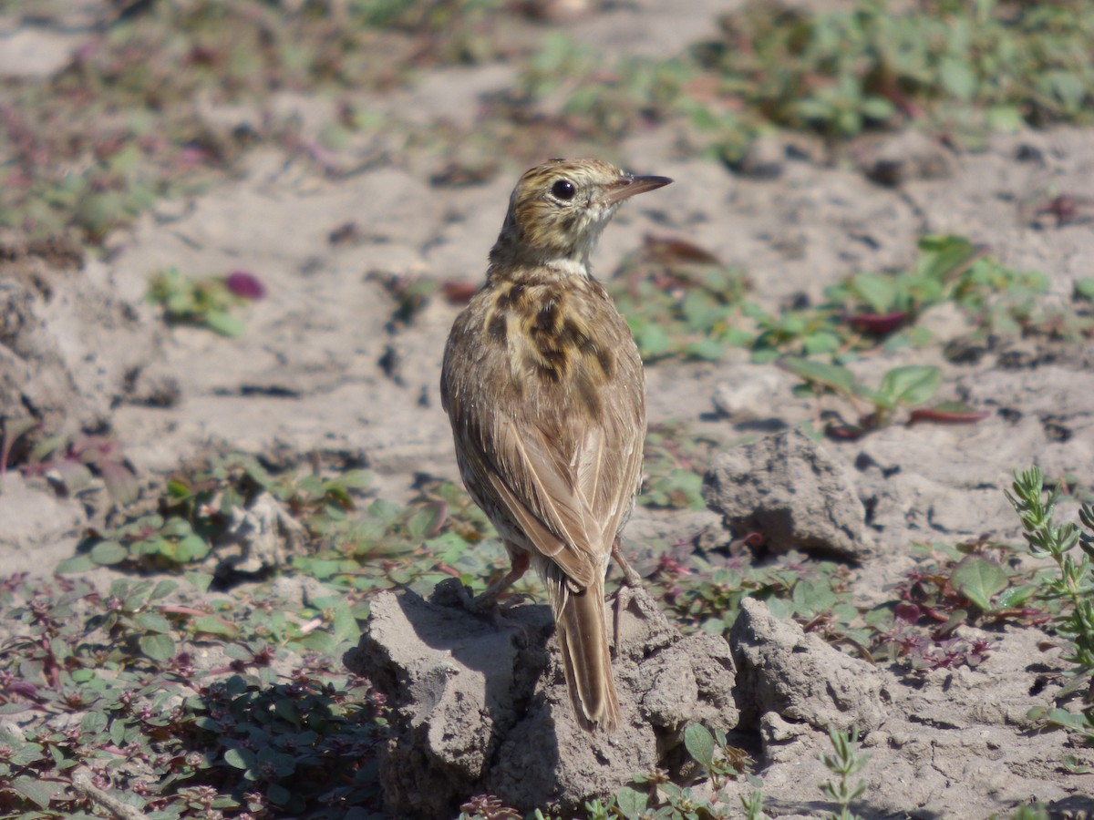 Correndera Pipit - ML614709602