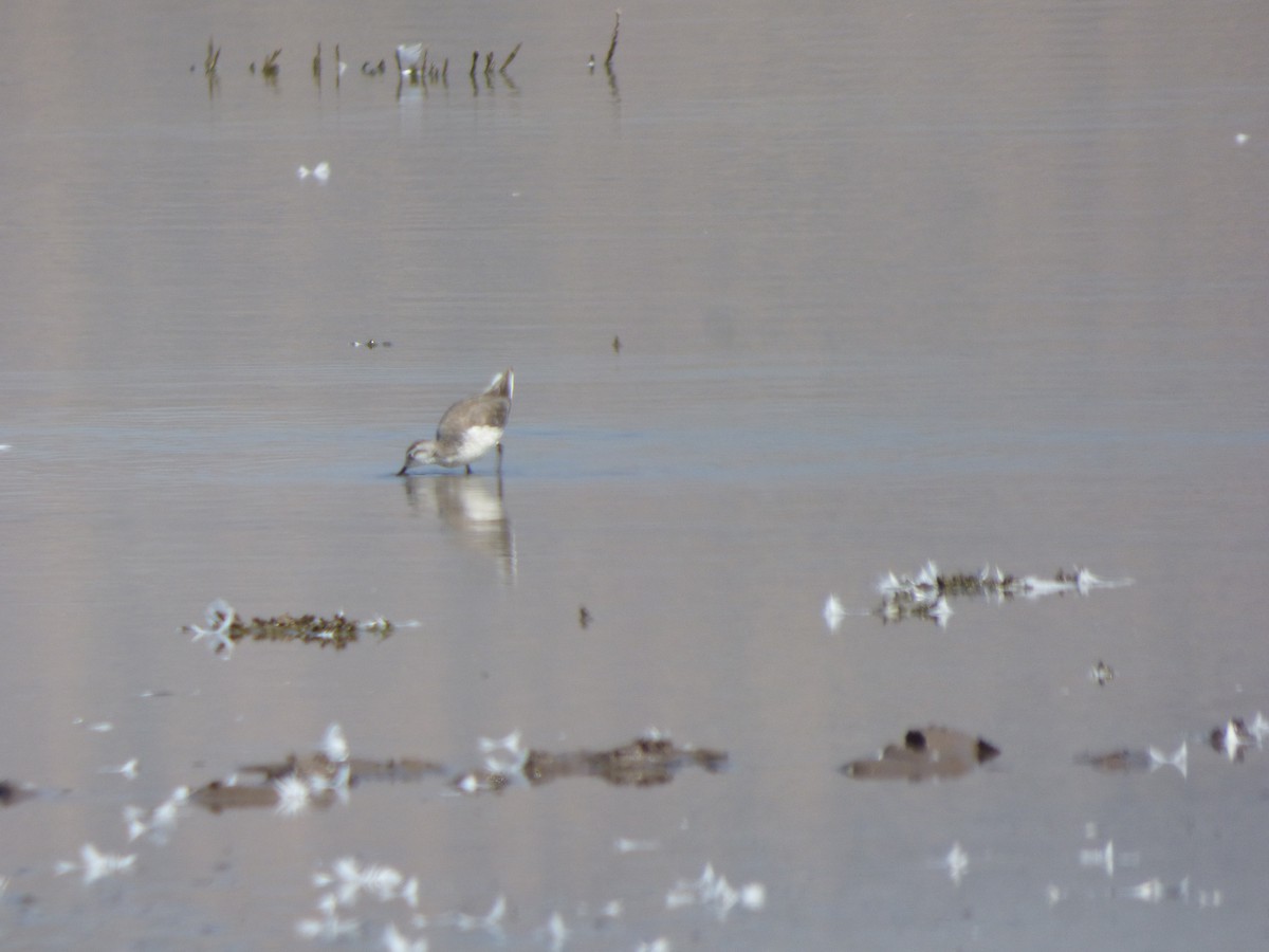 Wilson's Phalarope - ML614709613