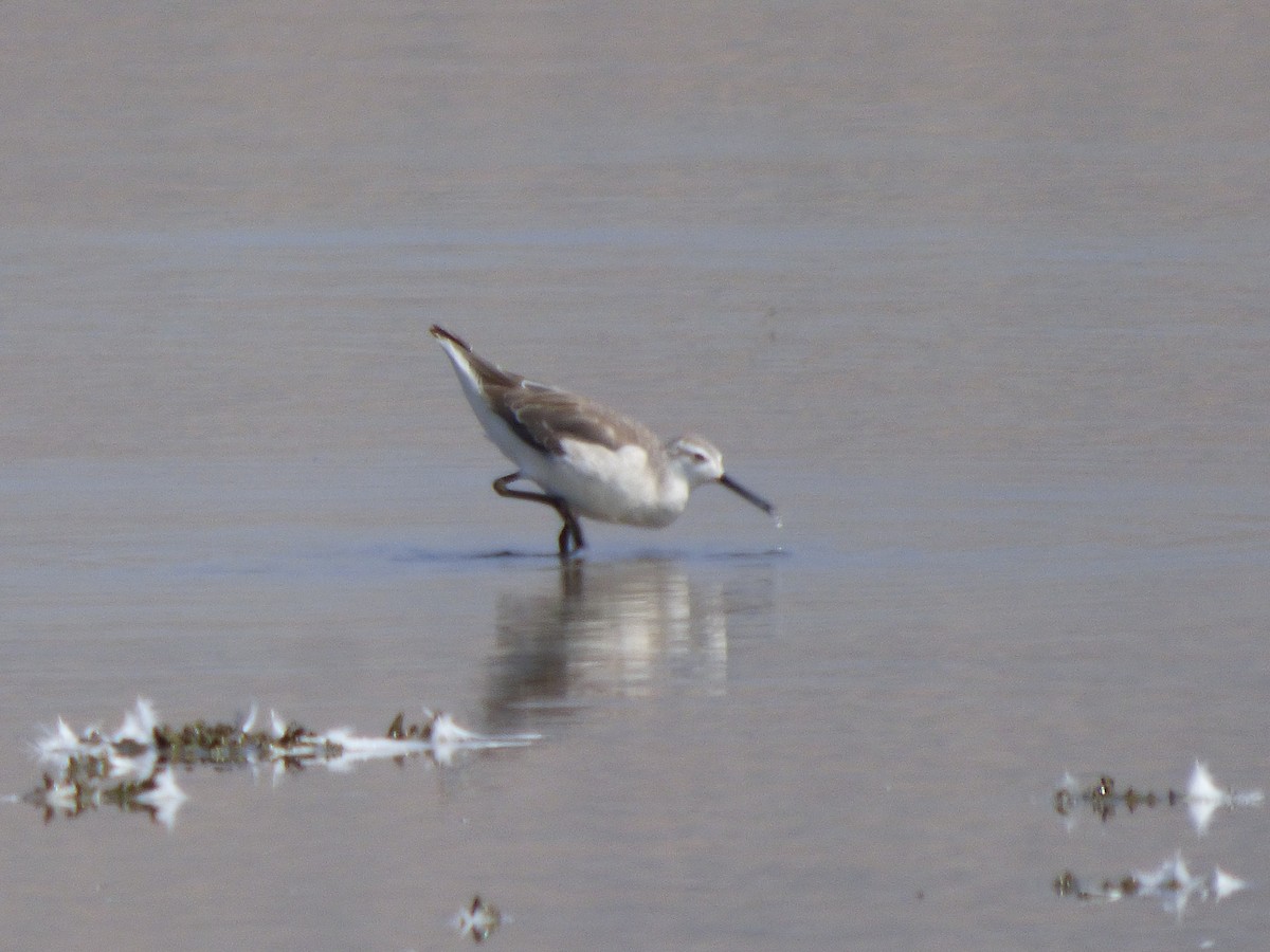 Phalarope de Wilson - ML614709626