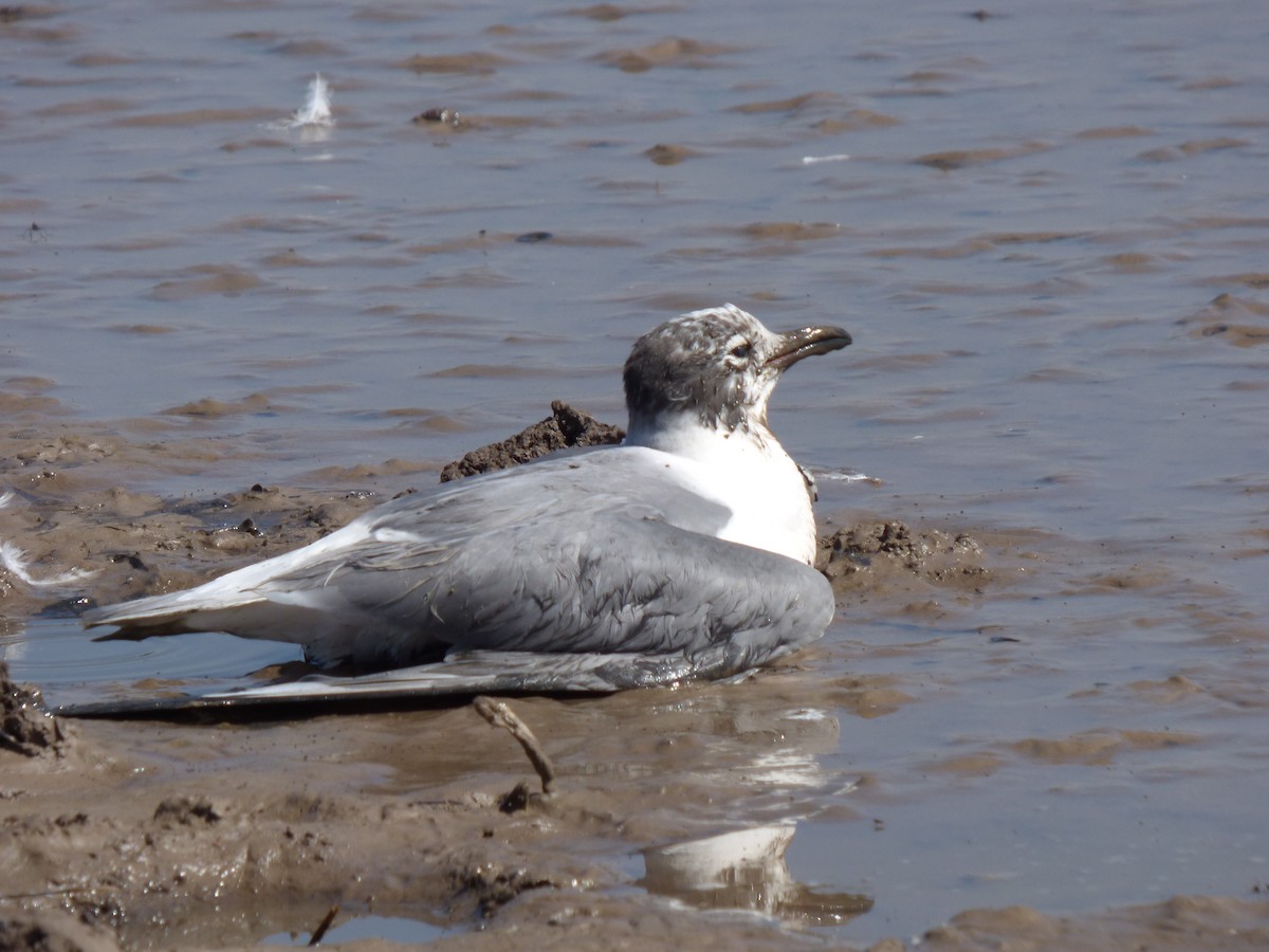 Franklin's Gull - ML614709636