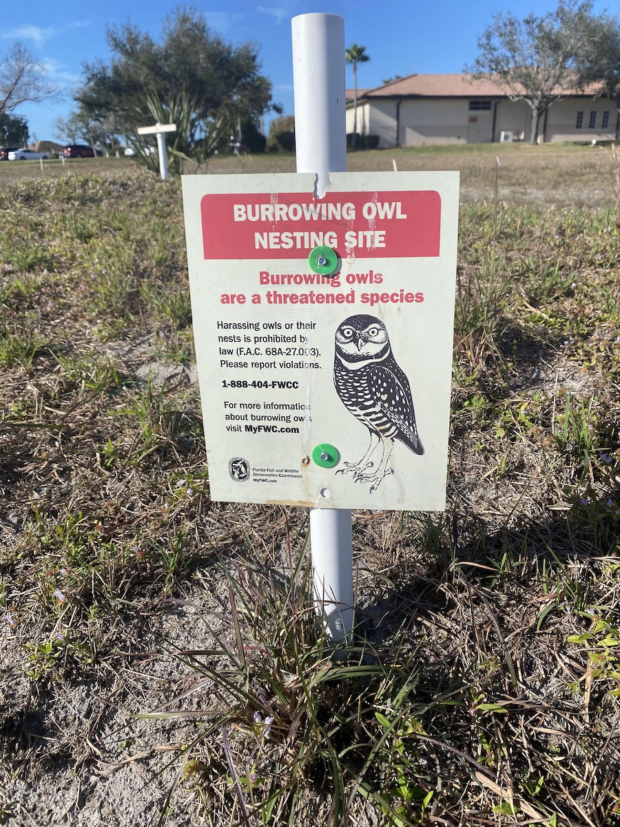 Burrowing Owl - mark perry