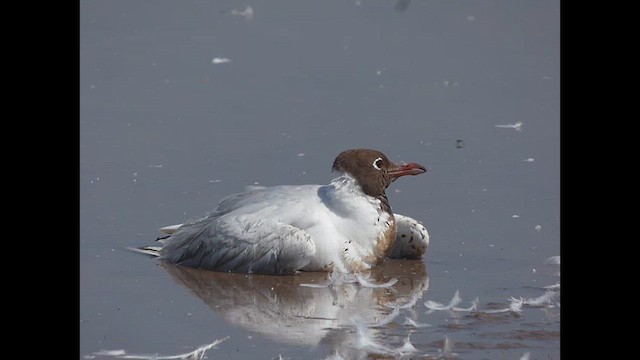 Brown-hooded Gull - ML614709682