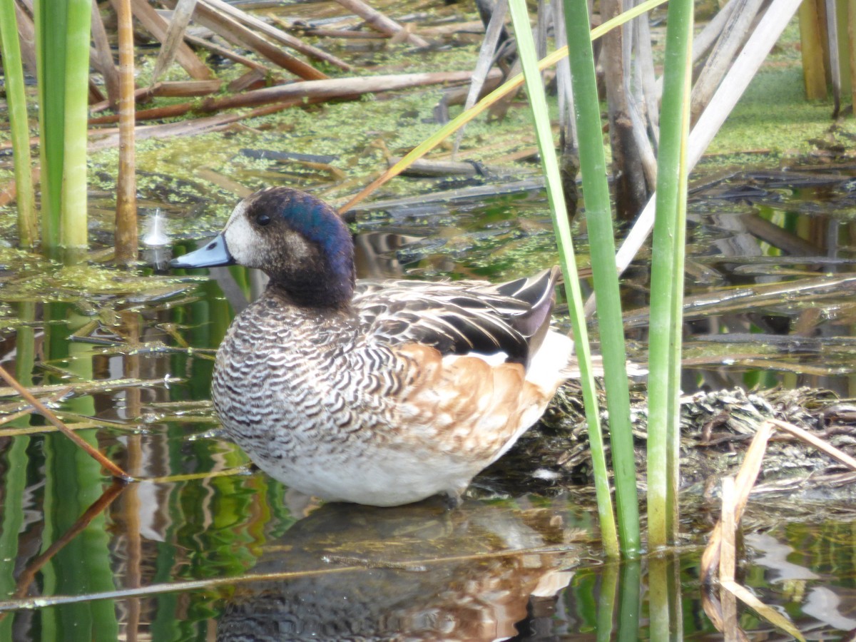 Canard de Chiloé - ML614709790