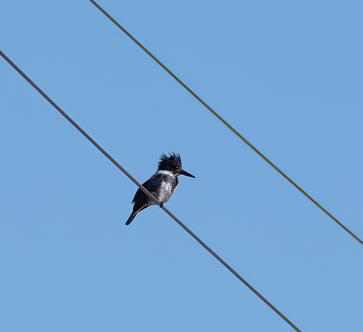 Belted Kingfisher - ML614709800