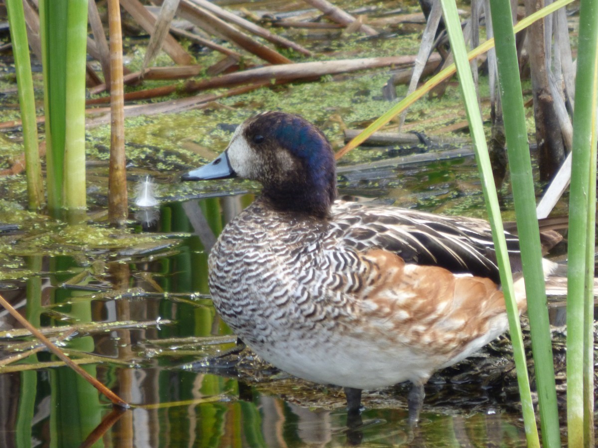 Canard de Chiloé - ML614709808