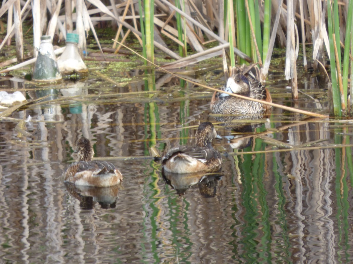 Chiloe Wigeon - ML614709816