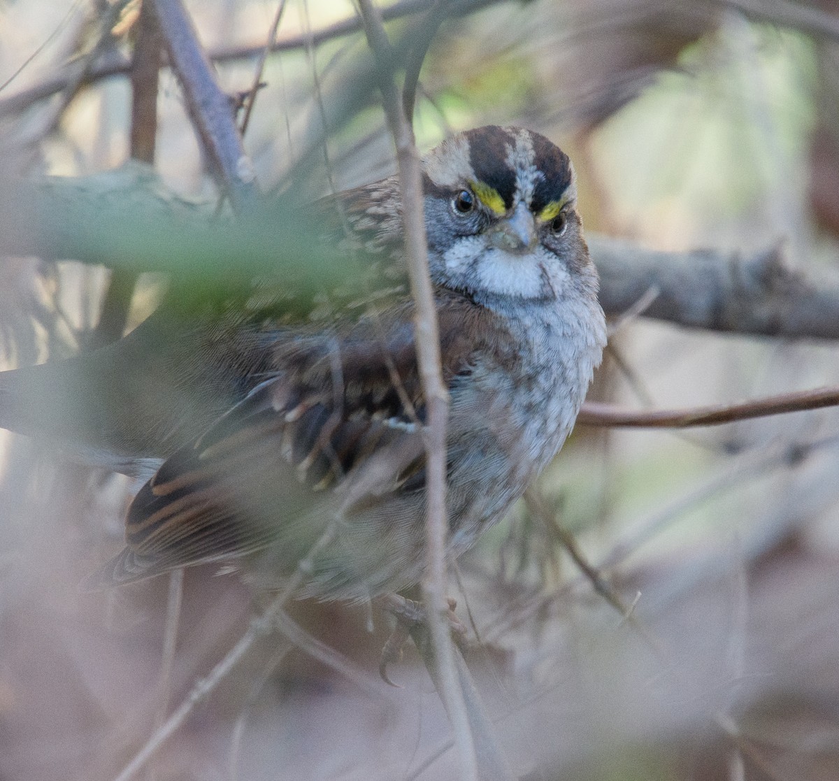 White-throated Sparrow - ML614709825