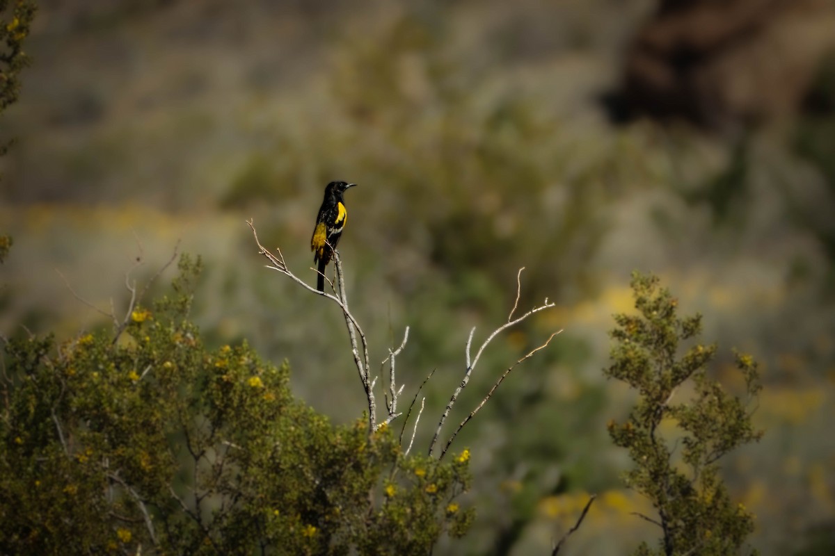 Scott's Oriole - ML614709869