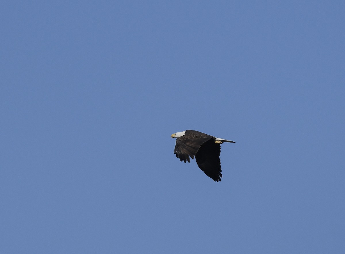 Weißkopf-Seeadler - ML614709883