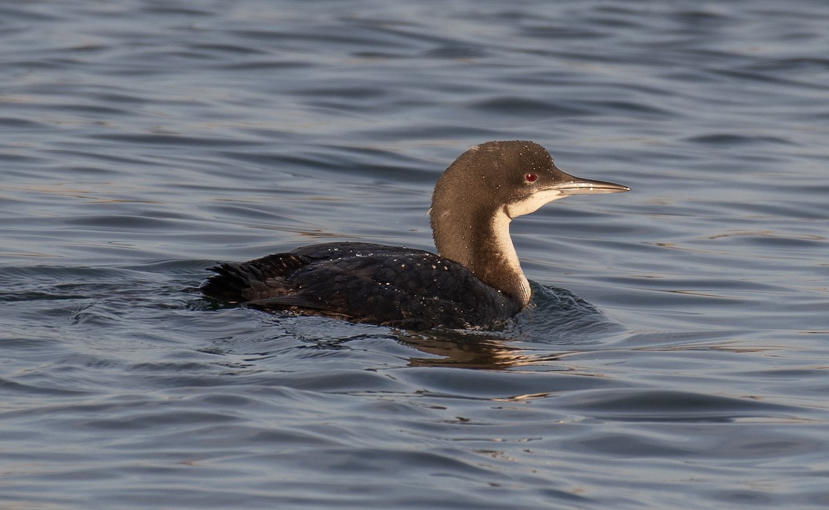 Pacific Loon - ML614709887