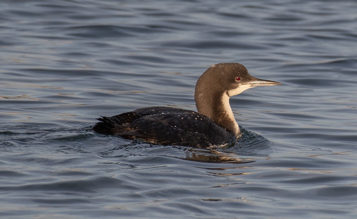 Pacific Loon - ML614709889