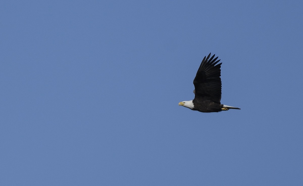 Bald Eagle - ML614709903