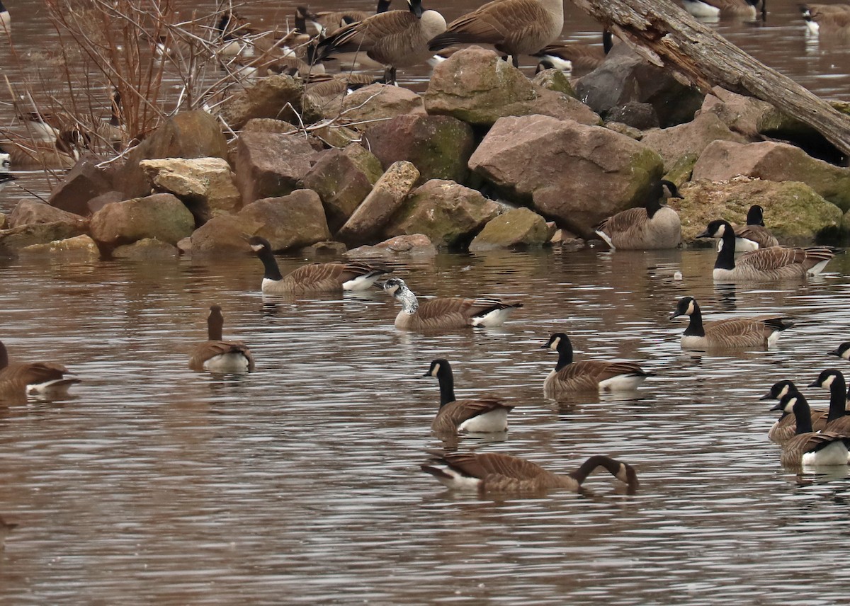 Canada Goose - ML614709941