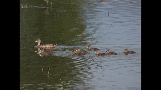 Yellow-billed Pintail - ML614709955