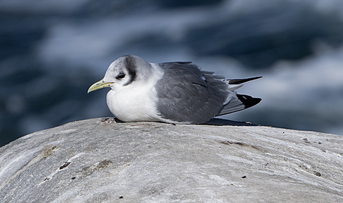 Mouette tridactyle - ML614710073