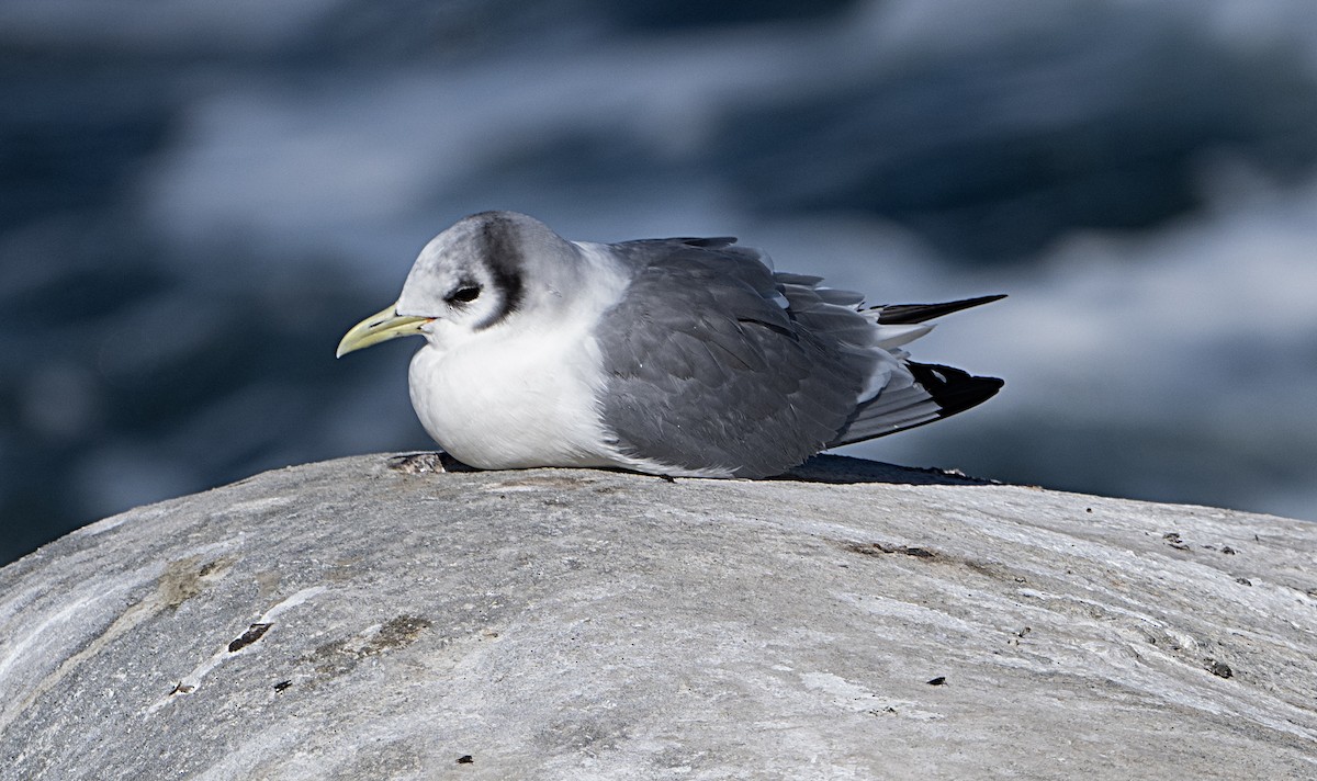 Black-legged Kittiwake - ML614710073