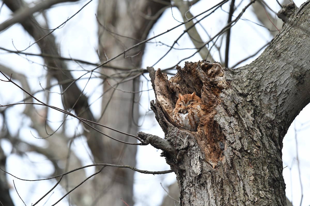 Eastern Screech-Owl - Feipeng Huang