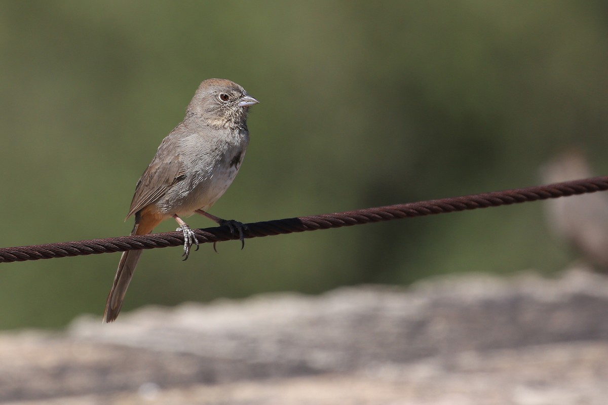 Canyon Towhee - Tim Lenz