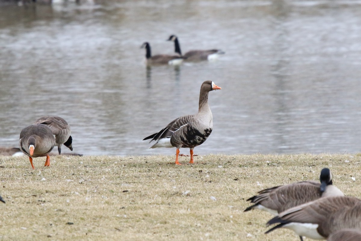 Greater White-fronted Goose - ML614710130