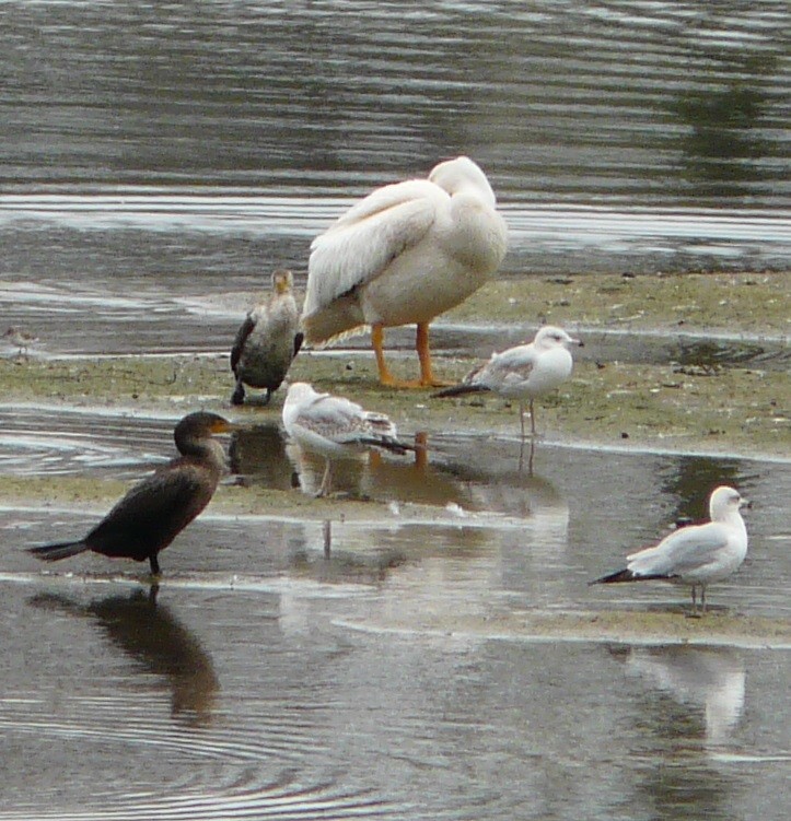 American White Pelican - ML614710191