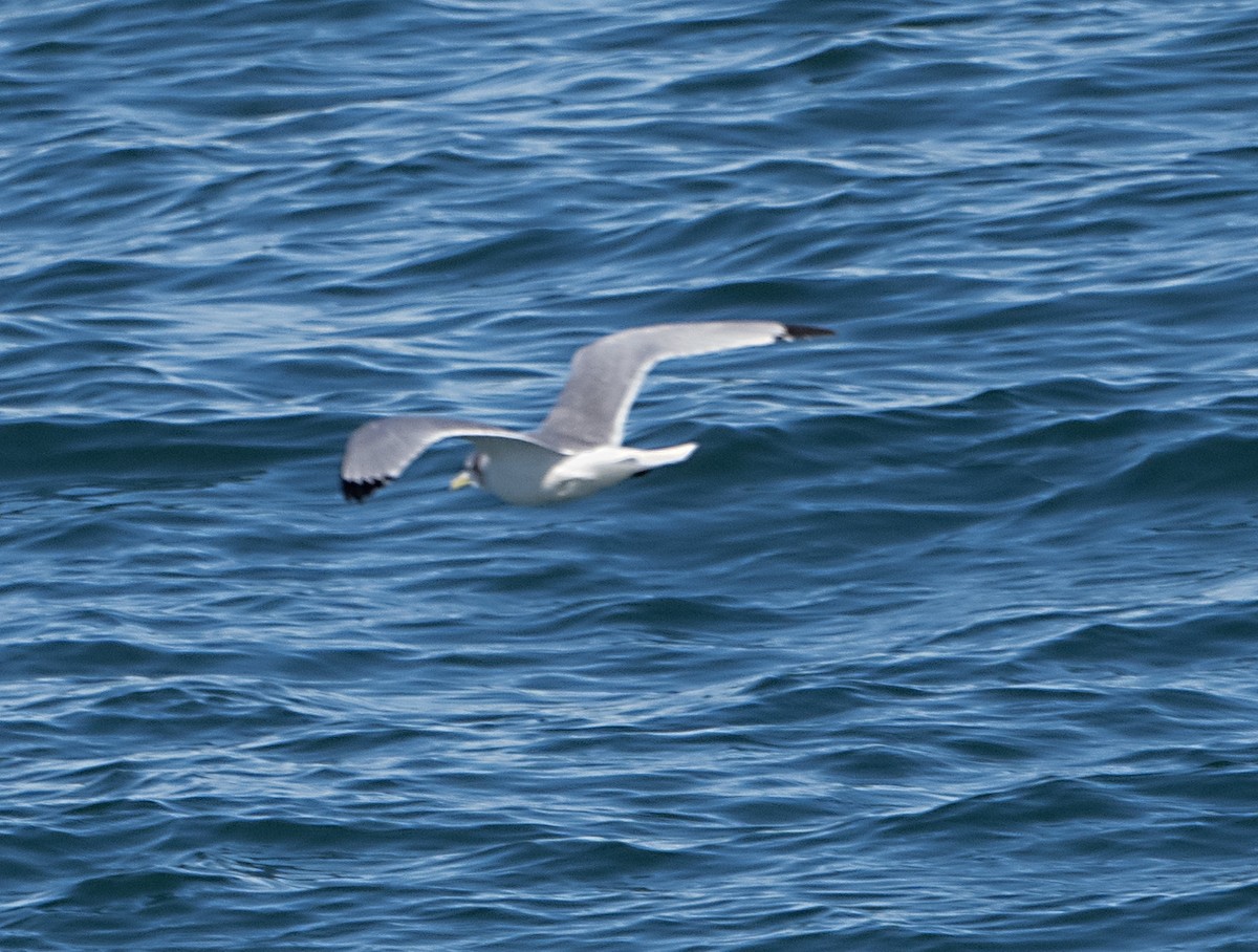 Mouette tridactyle - ML614710203