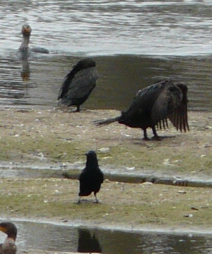 Fish Crow - ML614710218