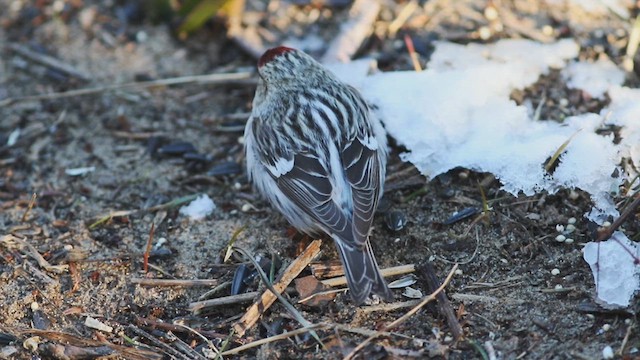 Hoary Redpoll - ML614710241