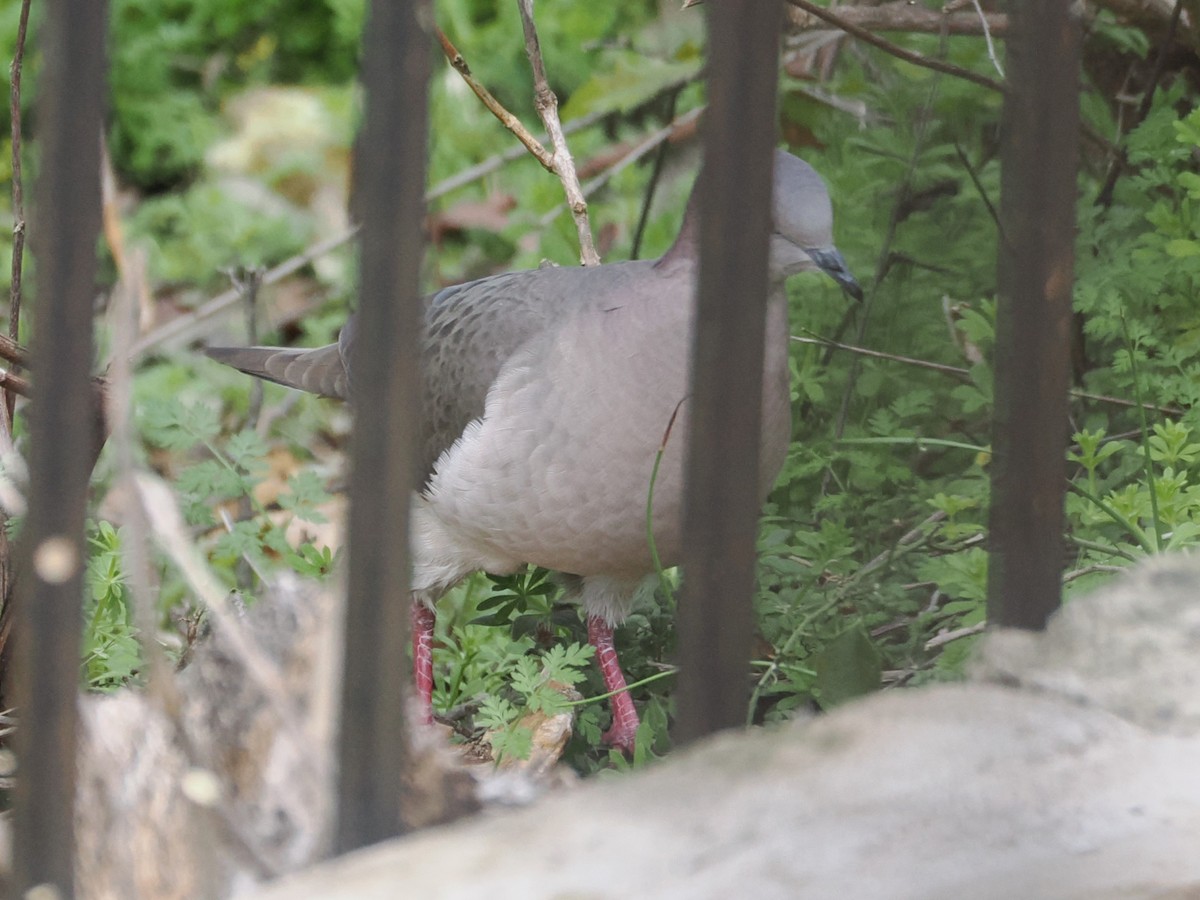 White-tipped Dove - Vincent O'Brien