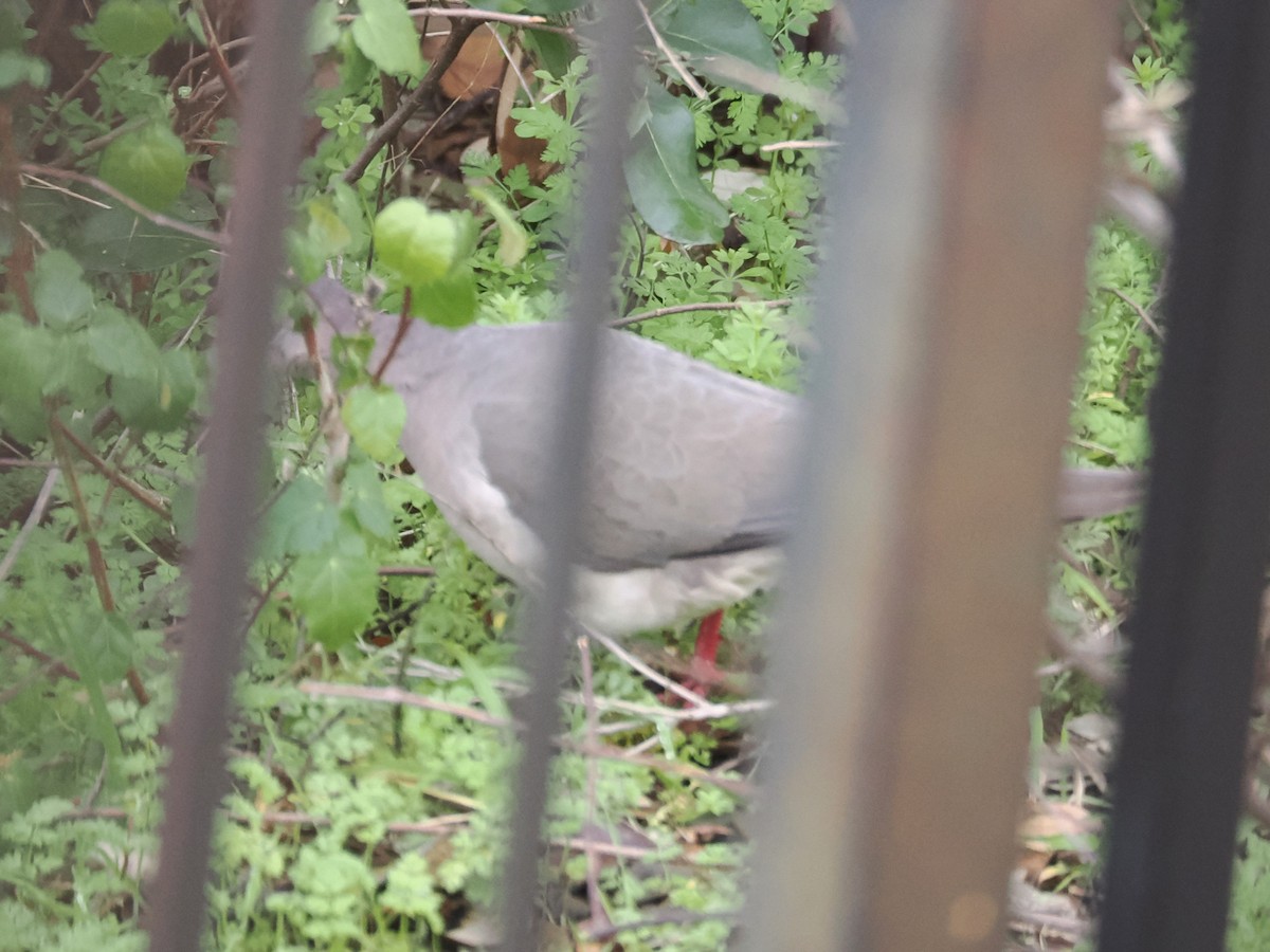 White-tipped Dove - ML614710343