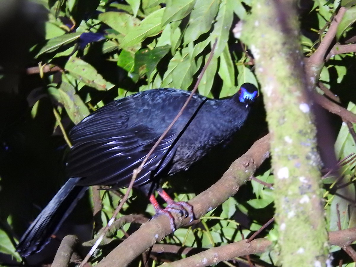 Black Guan - ML614710368