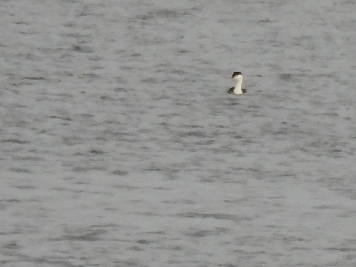 Western Grebe - ML614710384