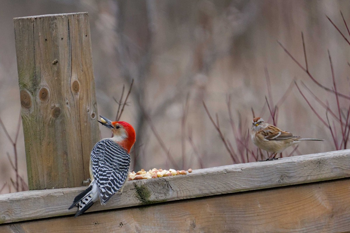 Red-bellied Woodpecker - ML614710475