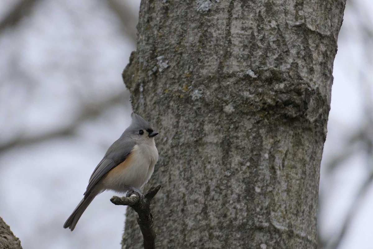 Tufted Titmouse - ML614710481