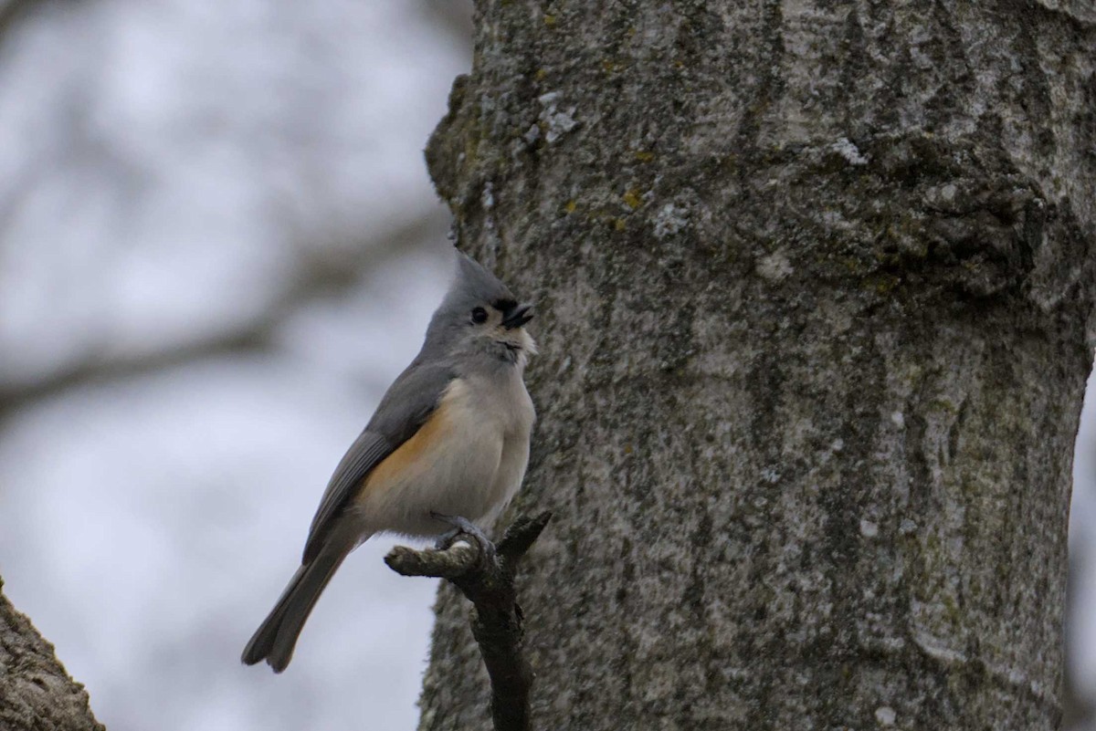 Tufted Titmouse - ML614710488