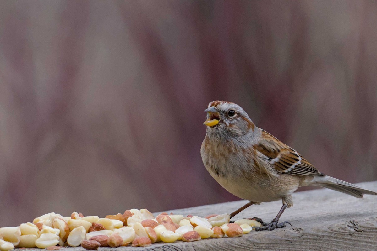 American Tree Sparrow - ML614710499