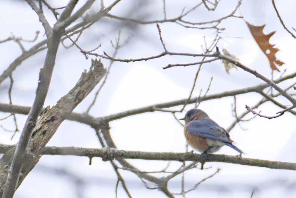 Eastern Bluebird - ML614710510