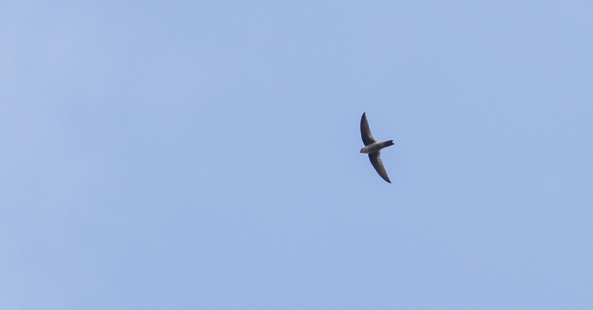 Indian Swiftlet - ML614710535