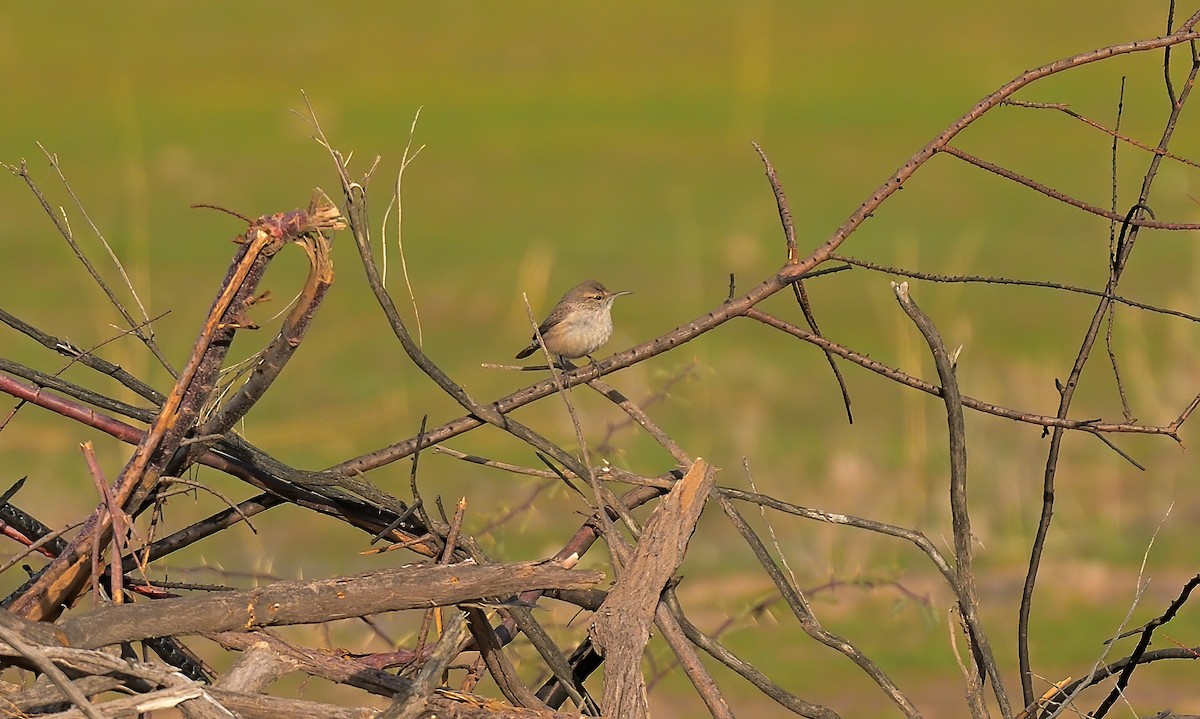 Rock Wren - ML614710539