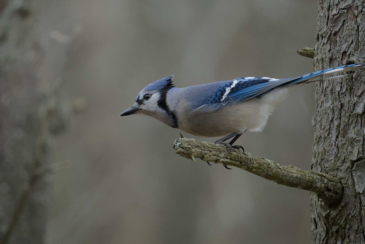 Blue Jay - ML614710549