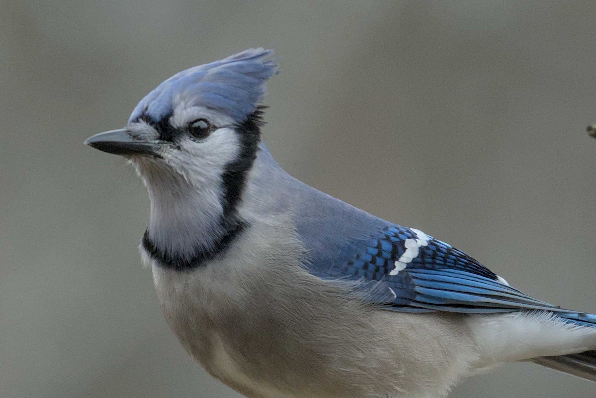 Blue Jay - ML614710556
