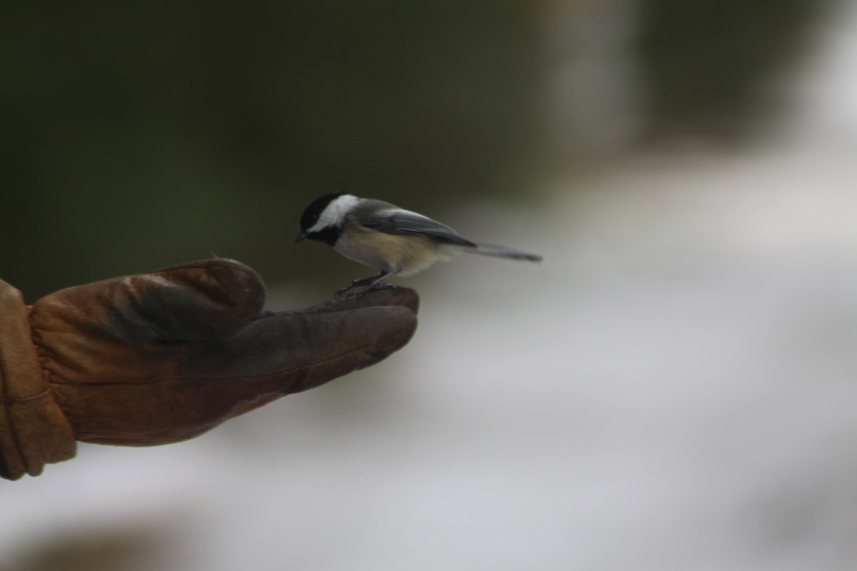 Mésange à tête noire - ML614710557