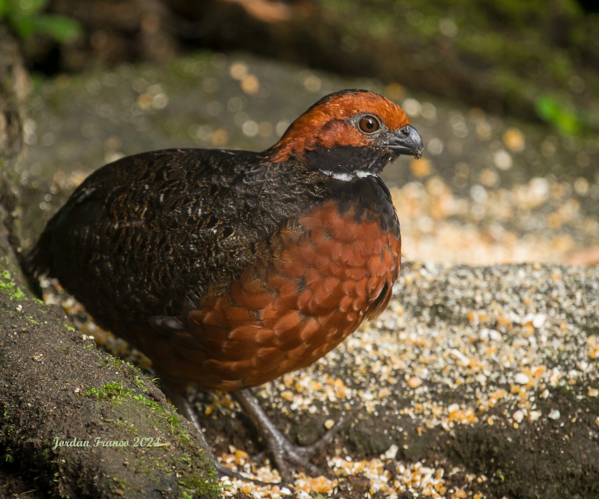 Rufous-fronted Wood-Quail - Jordan Franco