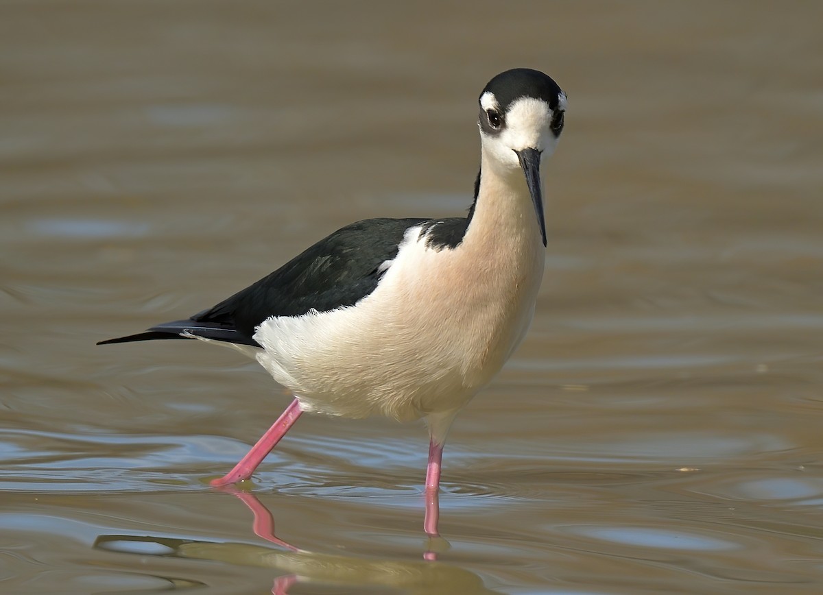 Black-necked Stilt - ML614710630