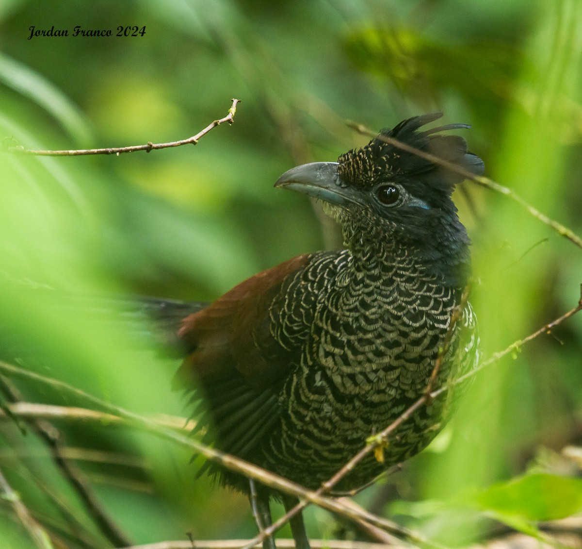 Banded Ground-Cuckoo - ML614710662