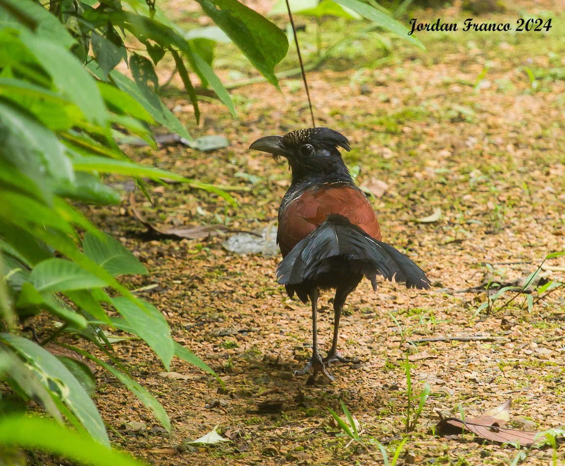 Banded Ground-Cuckoo - ML614710664