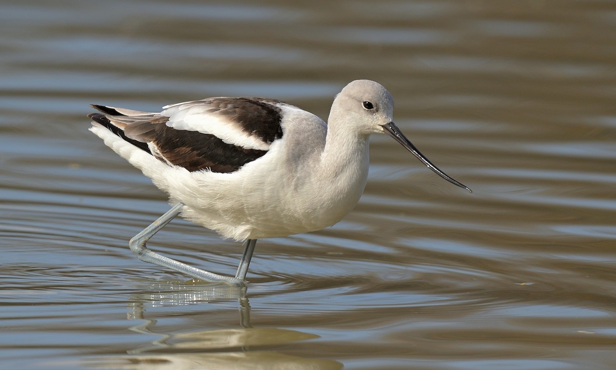 Avoceta Americana - ML614710669