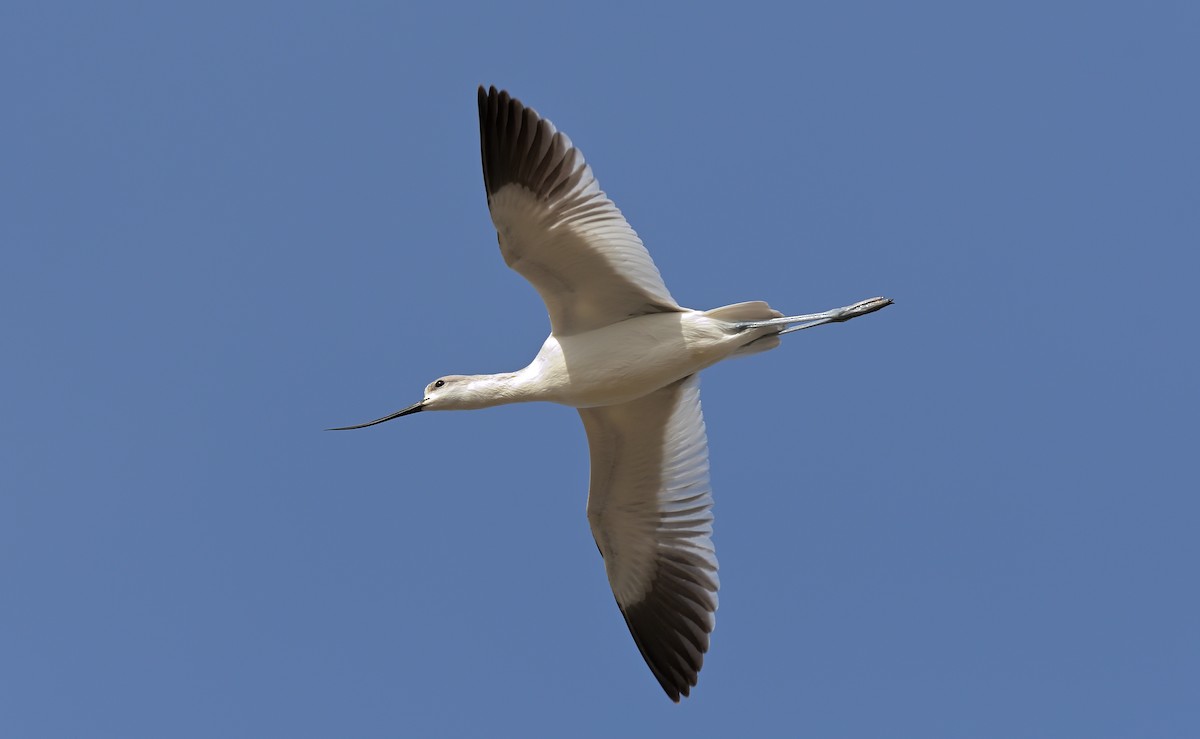 Avoceta Americana - ML614710670