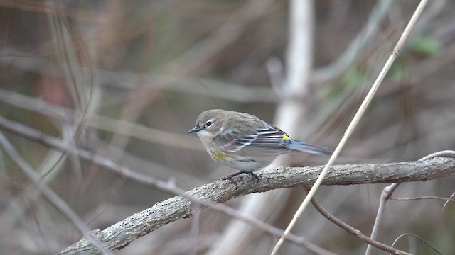 lesňáček žlutoskvrnný (ssp. coronata) - ML614710683