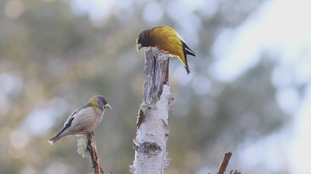 Evening Grosbeak - ML614710692