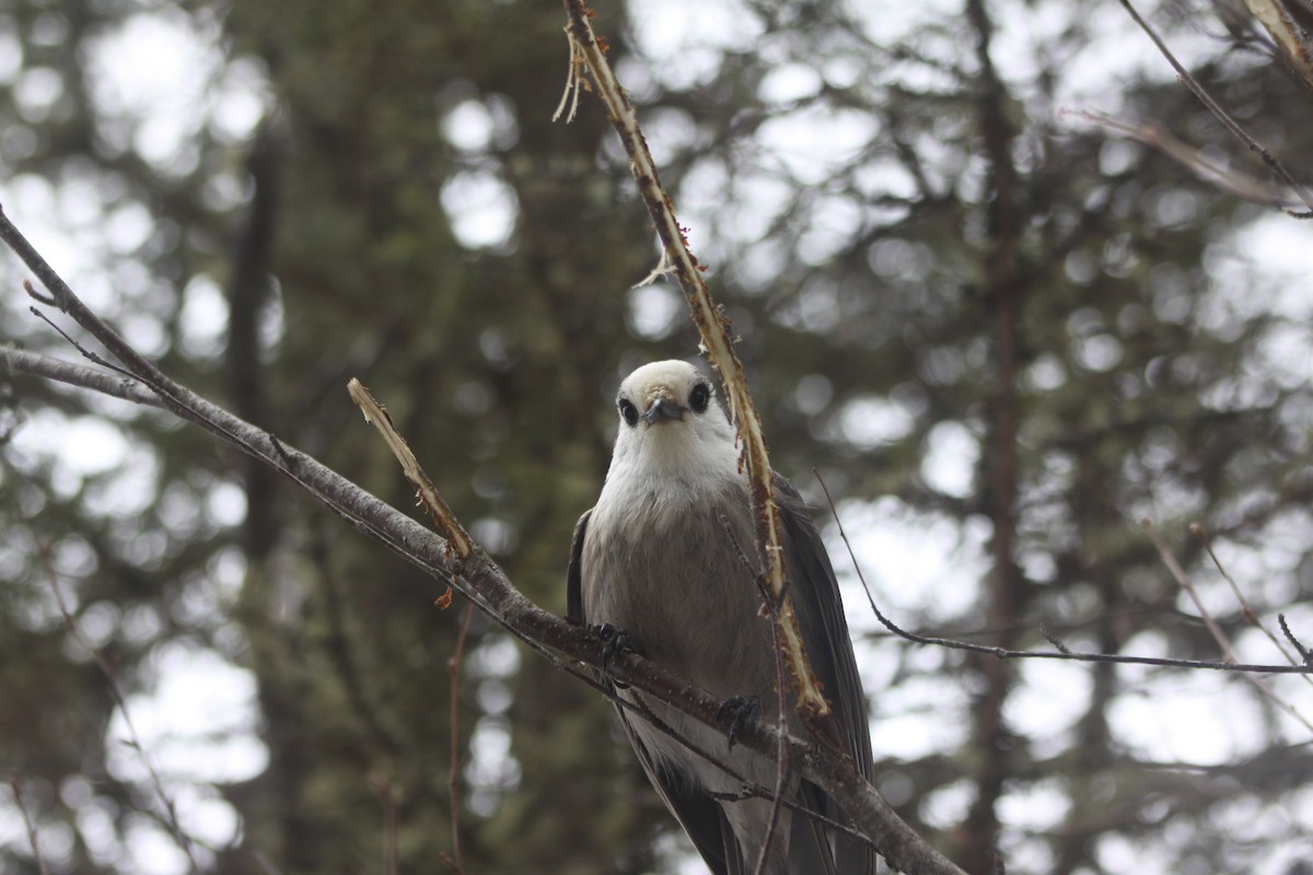 Canada Jay - ML614710702